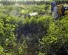 Governo vai monitorar presença de agrotóxico em bacias hidrográficas