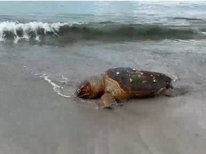Tartaruga-cabeçuda é achada morta na areia da Ponta Verde, em Maceió