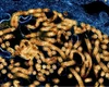 Surto: CDC da África confirma 395 casos de ebola e 106 mortes