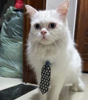 Família pede ajuda para encontrar gato que desapareceu no bairro Verdes Campos, em Arapiraca