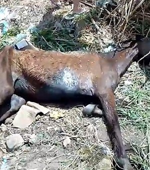 Égua ferida é abandonada é abandonada para morrer em Palmeira dos Índios