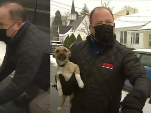 Repórter encontra e recebe lambidas de filhote de cachorro durante ao vivo