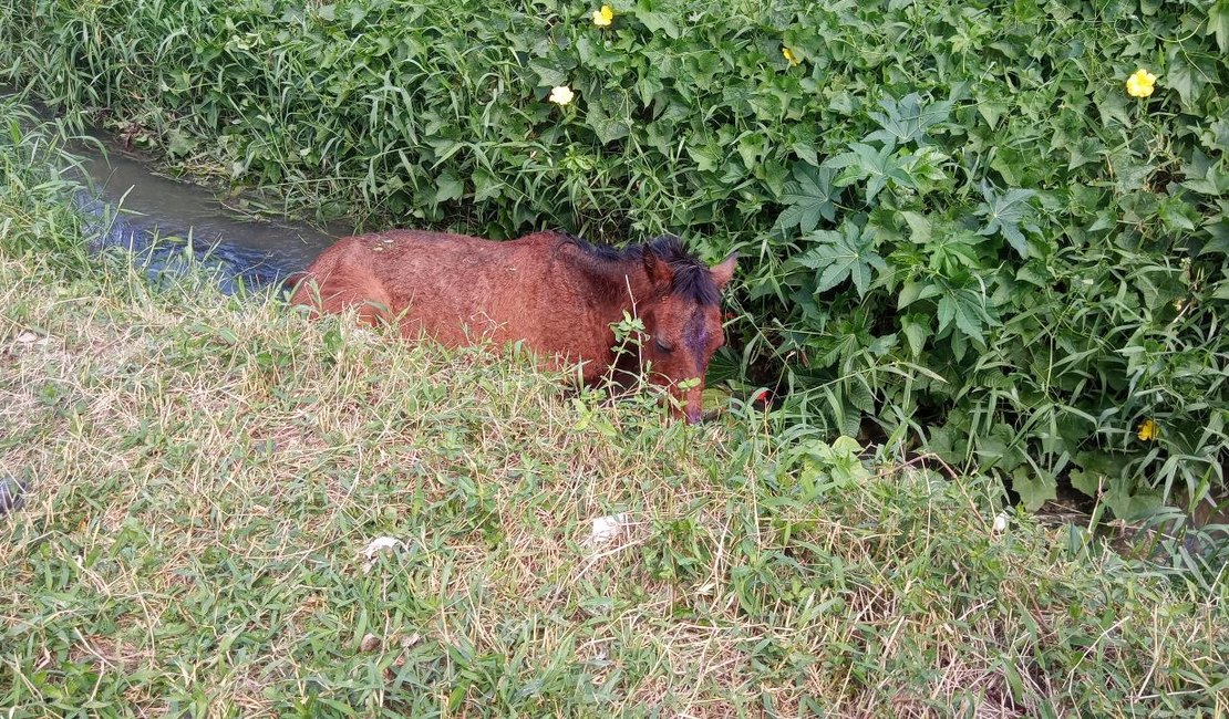 [Vídeo] Cavalo cai em córrego e é resgatado pelo Corpo de Bombeiros, em Arapiraca