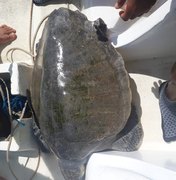 Mergulhadores de Maragogi resgatam tartaruga enrolada em plástico