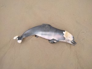 Boto cinza é encontrado sem vida na Praia do Francês