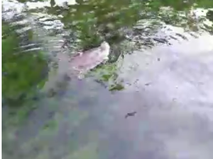 [Vídeo] Animais são encontrados mortos em região atingida por óleo