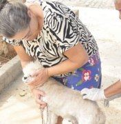 Campanha de Vacinação Antirrábica é prorrogada até 30 de outubro em Palmeira dos Índios