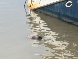 Corpo do sexo masculino é encontrado boiando no Pontal da Barra