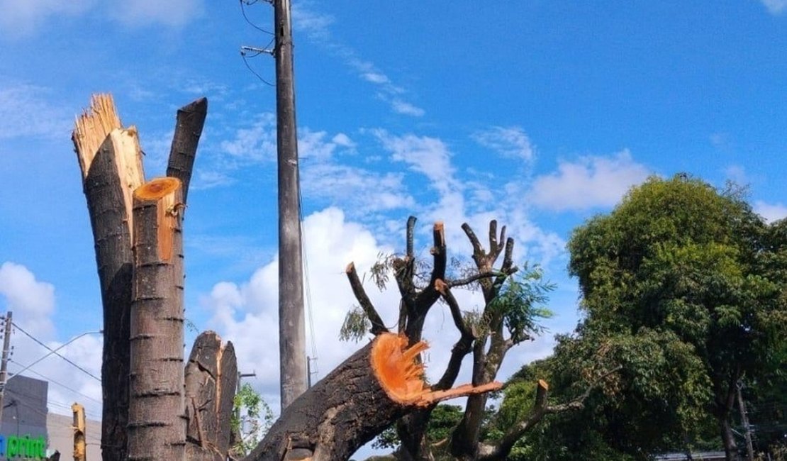 Poda e supressão de árvores sem autorização é crime ambiental, alerta Alurb