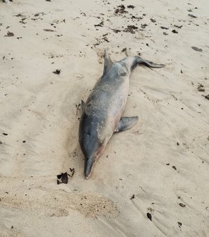 Maragogi: golfinho é achado morto na areia da Praia de Peroba