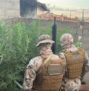 Plantação de maconha é encontrada em quintal de oficina mecânica, em Canapi