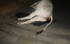 Animais soltos na rodovia AL 220  durante madrugada  provam acidente