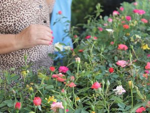 Festival de Flores de Holambra chega a Maceió nesta quinta (26)
