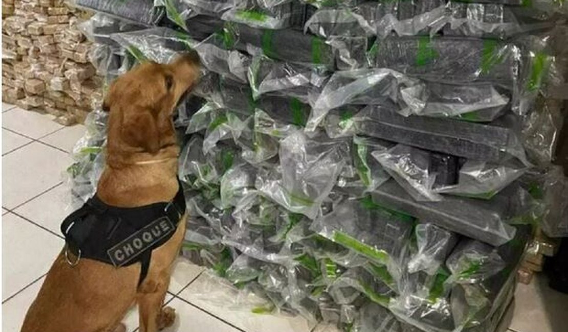 Cachorro policial especialista em drogas é batizado 'Maradona' em MS