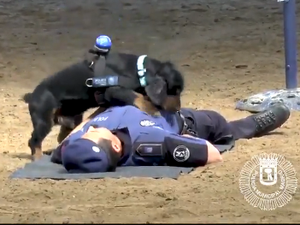 [Vídeo] Cãozinho policial aprende a fazer massagem cardíaca