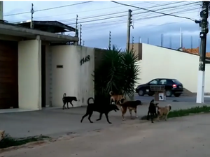 Comissão da OAB divulga nota e pede que população denuncie ao MP e a polícia maus tratos contra animais