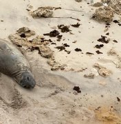 IMA vai contribuir com investigações sobre morte do elefante-marinho 'Leôncio'