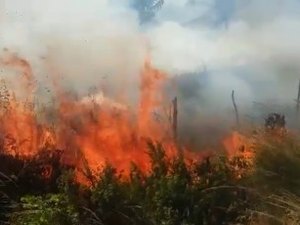 Incêndio de grande proporção atinge vegetação às margens da AL-101 Sul