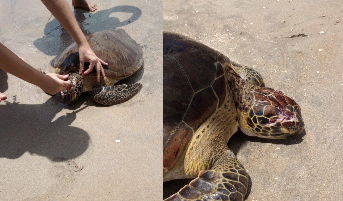 Tartaruga é encontrada com crânio esmagado na Praia de Peroba, em Maragogi