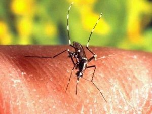Anvisa aprova registro da primeira vacina contra a dengue no Brasil