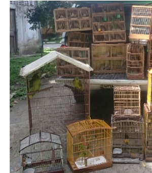 Polícia Ambiental apreende cerca de 100 pássaros silvestres em interiores