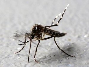 Pesquisa que mostrou a associação entre o vírus Zika e a microcefalia é exposta em Maceió