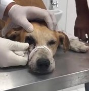 Cachorro é baleado no olho com espingarda de chumbo em União dos Palmares