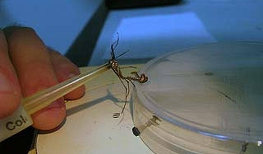 Sesau desenvolve ações para prevenir a febre Zika em AL