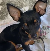 Delegado Leonam faz apelo para localizar cachorro desaparecido em Arapiraca