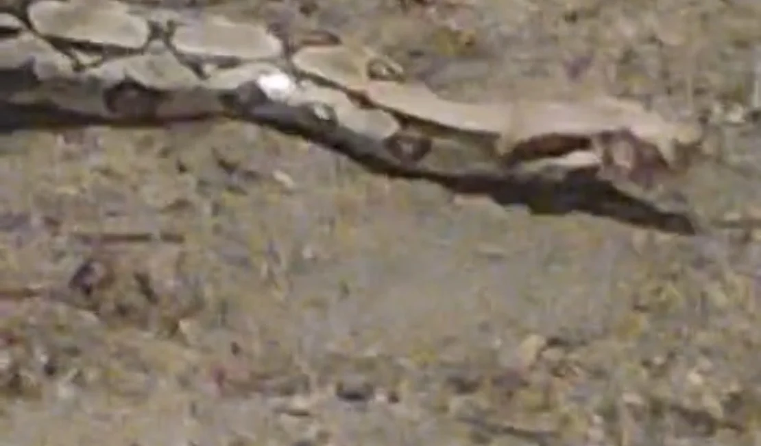 [Vídeo] Cobra de grande porte chama atenção de visitantes no Bosque das Arapiracas