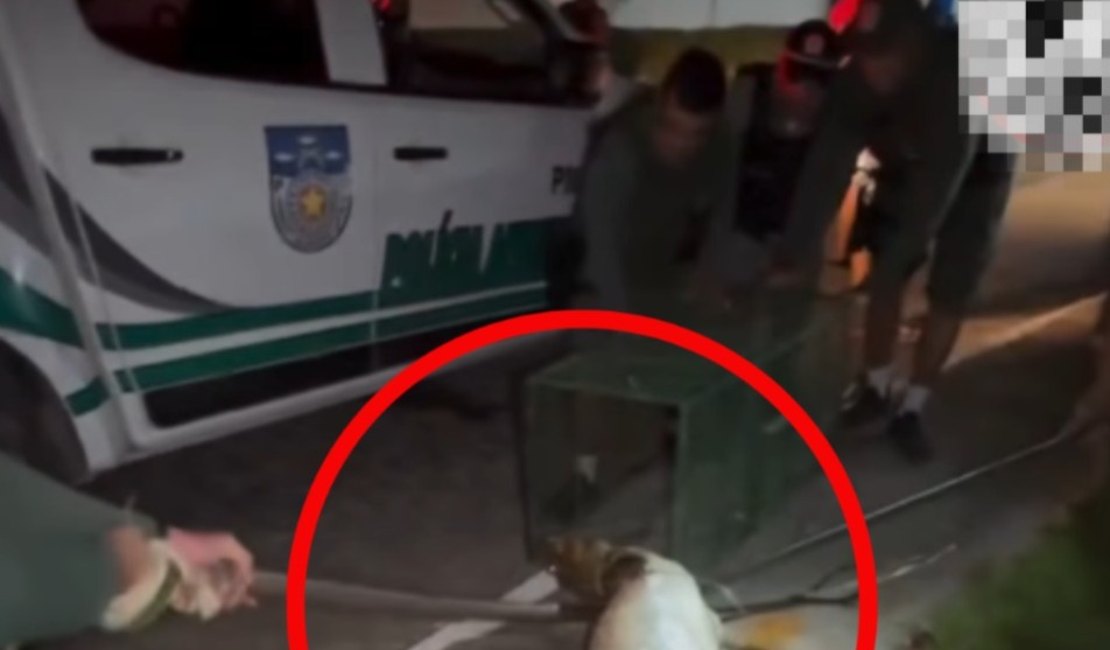 BPA resgata jacaré próximo a residências na Barra de Santo Antônio