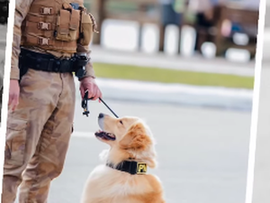 Golden Retriever vira destaque ao posar para sessão de fotos em desfile
