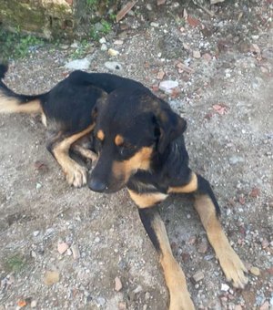 Cachorrinho atropelado em Porto Calvo morre após cirurgia