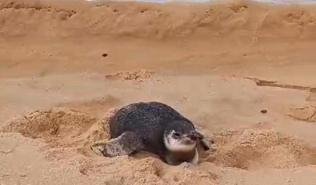 Pinguim é encontrado e resgatado na Praia do Gunga, em Roteiro