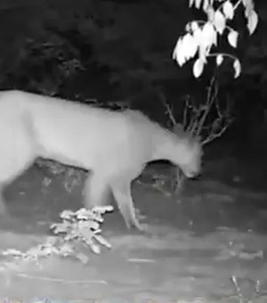 Onça-parda é flagrada no Sertão de Alagoas após mais de duas décadas sem registros