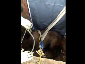 [Vídeo] Cavalo cai em fossa e é resgatado pelos Bombeiros em Maceió
