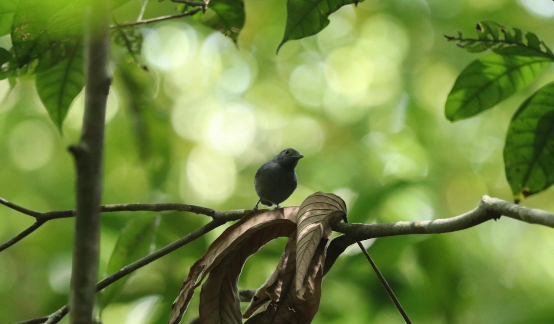 Alagoas é refúgio dos únicos filhotes da choquinha-de-alagoas