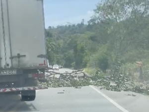 Árvore desaba e interdita parcialmente rodovia na zona rural de Satuba