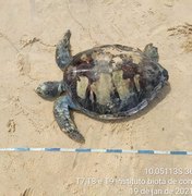 Tartaruga-Verde é encontrada em avançado estado de decomposição em Jequiá da Praia
