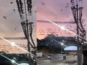 Jovem filma entardecer com céu tomado por andorinhas no Acre