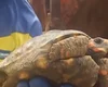 Gari encontra tartaruga viva no lixo e salva animal em Salvador
