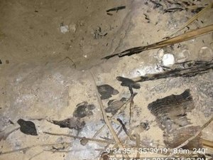 Filhotes de tartaruga marinha morrem carbonizados em praia do litoral norte