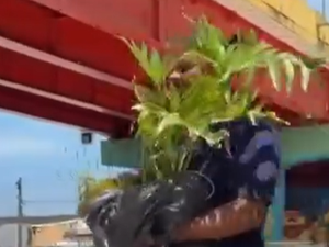 Mulher é flagrada furtando planta ornamental do Renasce Salgadinho