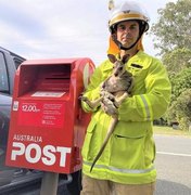 Bombeiros resgatam filhote de canguru colocado dentro de caixa do correio