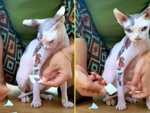 Gato sem pelo ganhando “tatuagens” causa polêmica no TikTok