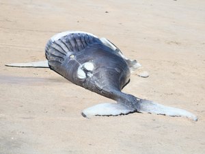 Filhote de baleia jubarte é encontrado morto em Maragogi