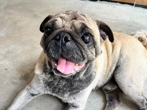 Servidores da Prefeitura acolhem e contribuem para resgate de cão debilitado no Jaraguá