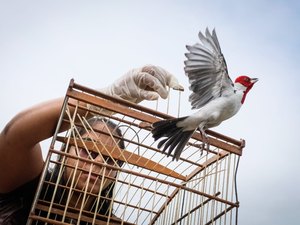 FPI do São Francisco devolve 114 animais silvestres à natureza