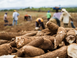 Prefeitura divulga  selecionados para o Alimenta Brasil,  programa que investirá 6 milhões em Arapiraca