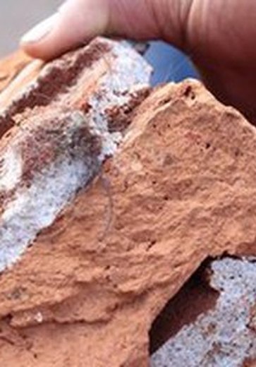 Criminoso usa pedra e pedaço de madeira para matar adolescente em Maceió